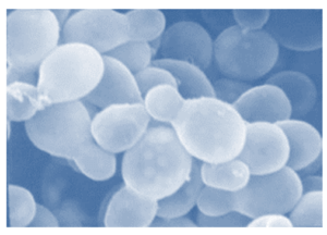 Diät zur Heilung von Candida albicans