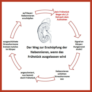 Vermeide eine Nebennierenschwäche Vermeide eine Nebennierenschwäche