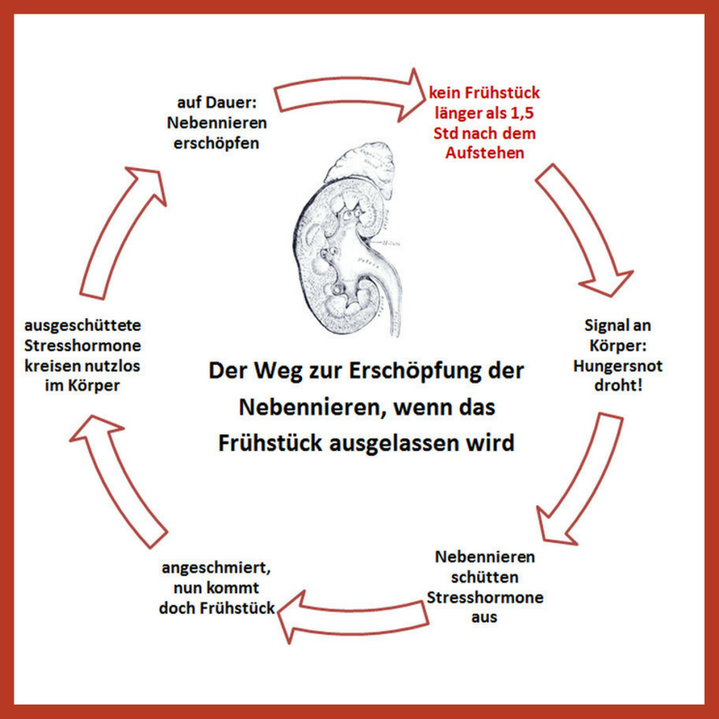 Nebennierenschwäche Nebennierenschwäche