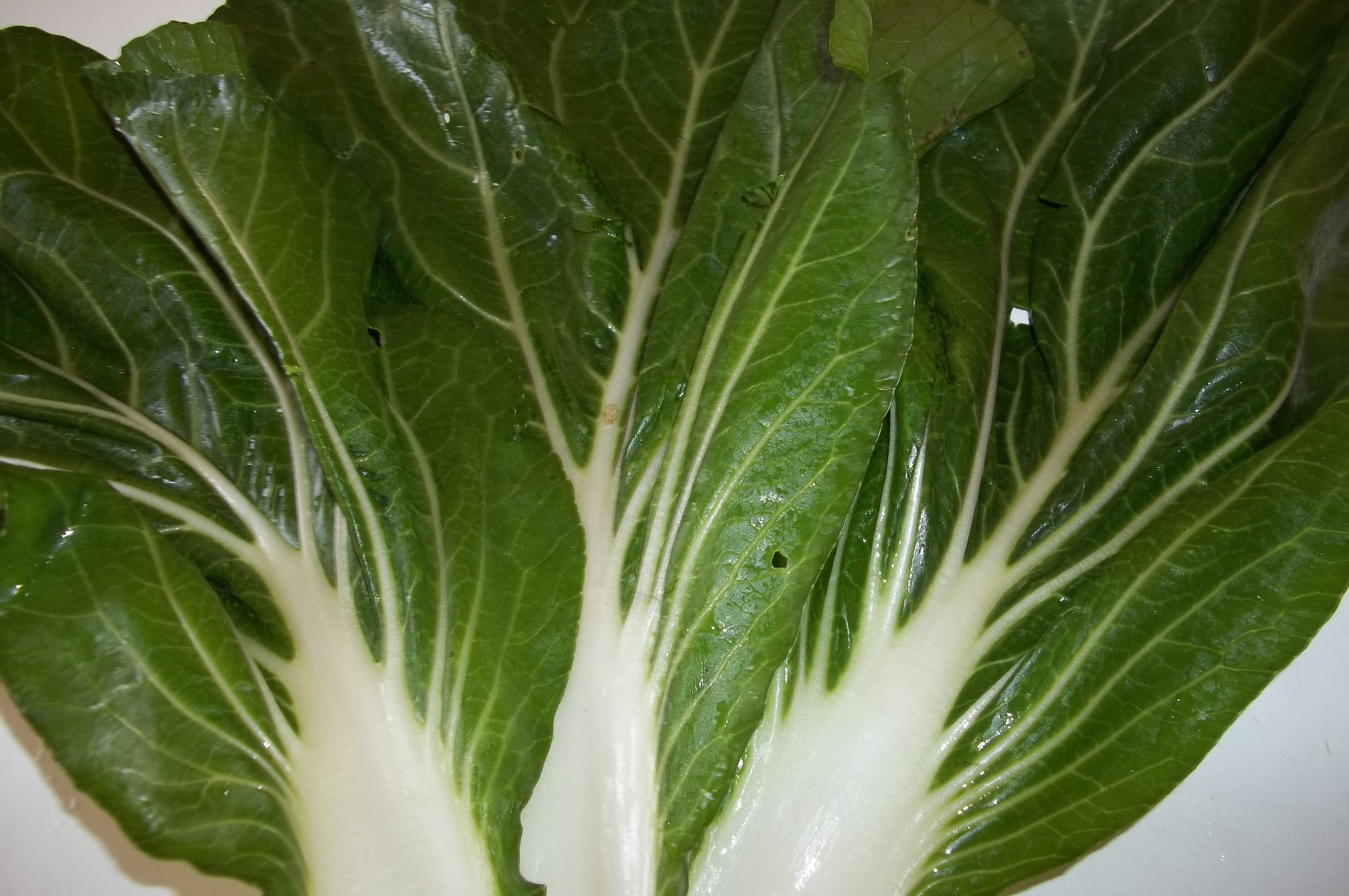 Pak Choi Pak Choi